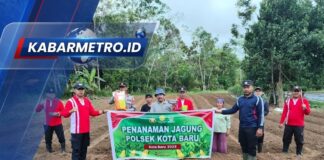 Dukung Program Nasional, Kapolsek Edi Herianto Tanam Jagung Seluas 2 Hektar