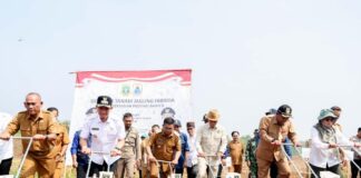 Dorong Swasembada Jagung, Gubernur Andra Soni Canangkan Gerakan Tanam Jagung di Lebak
