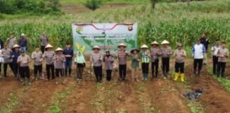 Polres Melawi Bersama Polsek Jajaran Serentak Menanam Jagung untuk Program Ketahanan Pangan