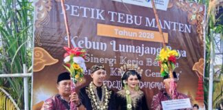 Pesta Adat Petik Tebu Manten Tanda Dimulainya Musim Giling PG Djatiroto